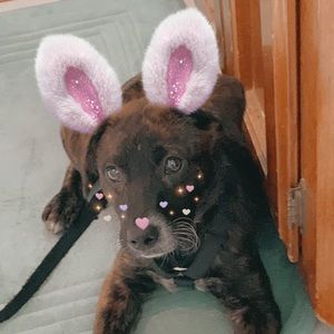 Meet your Posher, Lindsey